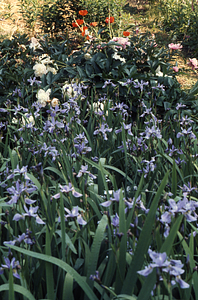 Blueflag Iris in Buxton Garden