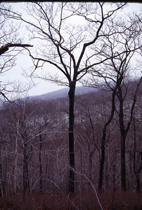 Line of older red oak (Quercus rubra) and younger beech (Fagus grandifolia) on ridge dividing North and Middle Branches of Birch Brook.