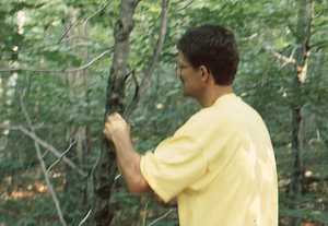 Henry W. Art recording beech tree diameter at breast height in census of Permanent Plot 1121.