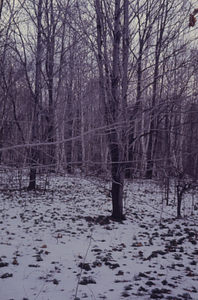 Transition between Hopkins' pasture with red maple (Acer rubrum) in foreground and Rye Lot with paper birch (Betula papyrifera) in the distance, as seen in winter.