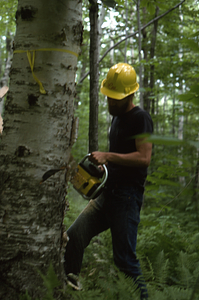 Lee Kauppila ('76 UMass) felling paper birch
