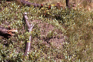 Anthill on Lower Loop Trail.