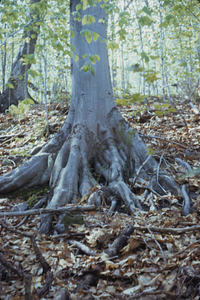 Beech (Fagus grandifolia) on side of Beinecke Stand on Northwest Hill.