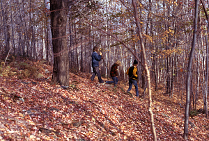 Students walking along northern boundary of Hopkins Memorial Forest with paper birch (Betula papyrifera) invasion of field on Whitman's property in background.