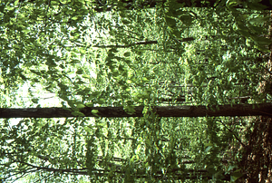 American beech (Fagus grandifolia) understory leafing-out below sugar maple (Acer saccharum) canopy in early May, 1977 in the Beinecke Stand.
