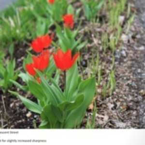 Red Tulips on Crescent St.