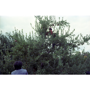 Boy picking apples during a Chinese Progressive Association trip