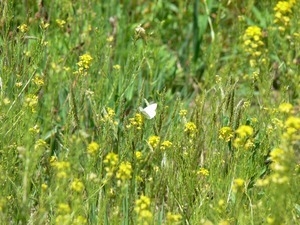 White cabbage butterfly in a field of flowers, Wellfleet Bay Wildlife Sanctuary