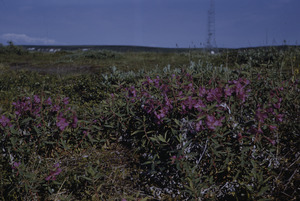 Alaskan wildflowers
