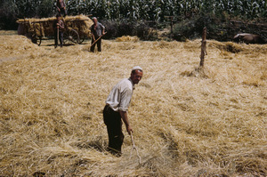 Winnowing hay