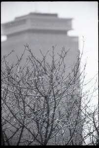 Views of Boston: Prudential Building behind trees