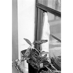 House plants on a windowsill.