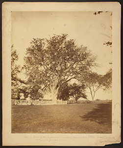 Tree in front of the Lawrence Homestead, June 1870