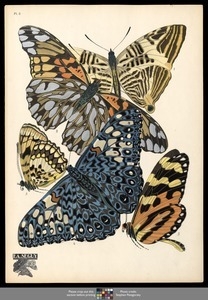 Papillons. Plate 3