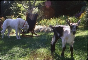 Maya the dog and goat kid in front garden, Serendipity Farm house