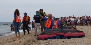 International Fund for Animal Welfare volunteers care for stranded dolphins lying on cushions near the water, with crowd looking on