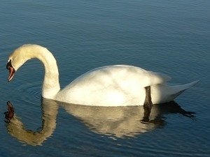 Swan floating on the water