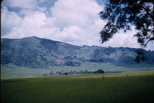 Rice paddy field outside Kathmandu