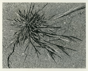 Crabgrass in asphalt crack