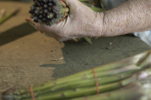 Hibbard Farm: close-up of a woman's hands while bunching asparagus