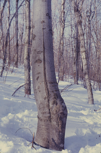 Beech (Fagus grandifolia) with frost crack and ice scars near Taconic Ridge on cruise line 11.