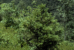 Red spruce on edge of the grid cell 1205 heath bald.