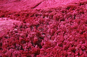 Aerial false color IR image of Birch Brook Trail north of Jim Smith Hill. False Color Infrared/True Color Project.