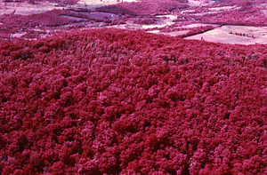 Aerial false color IR image of Taconic Crest Trail at Cruise Line 00 at VT State Line. False Color Infrared/True Color Project.