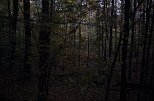 HMF Phenology #16 - 25 October 1972.