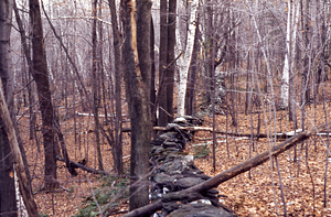 Stone wall on east boundary of Moon Lot.