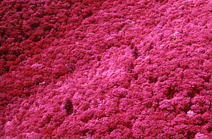 Aerial false-color IR image of Plot Line 15 north to south. Cruise Line 7.