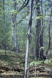 Large sugar maple (Acer saccharum) and beech (Fagus grandifolia) in Beinecke Stand.