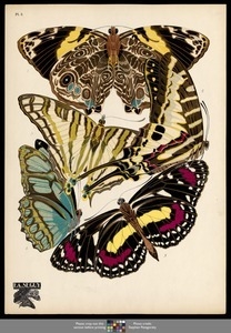 Papillons. Plate 5