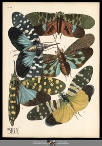 Insectes. Plate 16