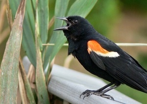 Red winged blackbird (male) vocalizing and perched on a railing near a patch of reeds, Wellfleet Bay Wildlife Sanctuary