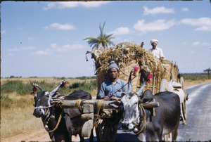 Oxen carts carrying hay
