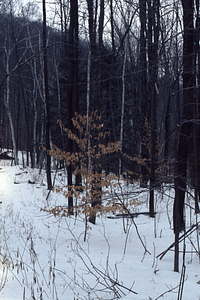 Juvenile beech in winter.