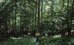Birch Strips - White Birch Regeneration Study - White Birch Study Area. Strip Treatment Plot 3D. Portrait orientation.