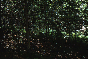 Hayscented Fern Study. 16. Beech thicket in Permanent plot near Taconic Range ridge.