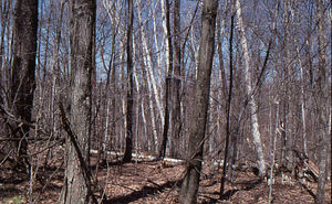 Farm Forestry Unit transition to Hopkins big pasture. 3. North section, near Ford Glen Brook.