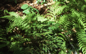 Red spruce (Picea rubens) seedling in bed of marginal shield fern (Dryopteris marginalis).