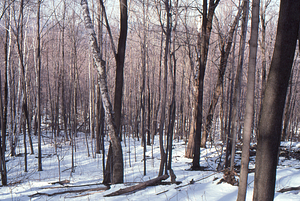 Birch Strips - White Birch Regeneration Study - White Birch Study Area. Isolation Strip 1.5 tree survey. 6.