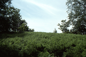 Hayscented Fern Study. 3. Hayscented fern glade near Taconic Crest.