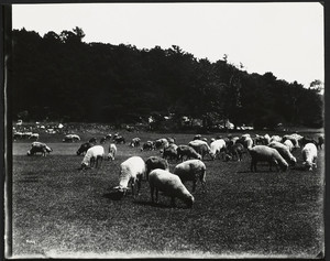 Essex sheep. Franklin Park