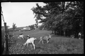 Goats on farm in New York