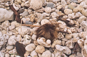 Coconut on pebbles