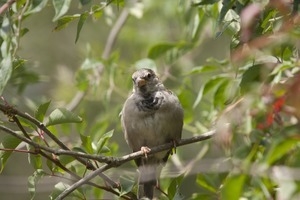 Sparrow perched in a branch, Wellfleet Bay Wildlife Sanctuary