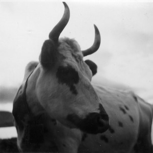 Lapland cow