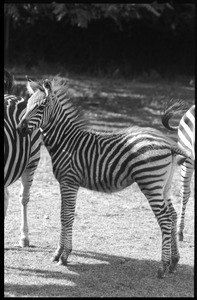 Three-month old zebra at the Roger Williams Park Zoo