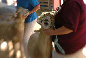 Franklin County Fair: Sheep being shown